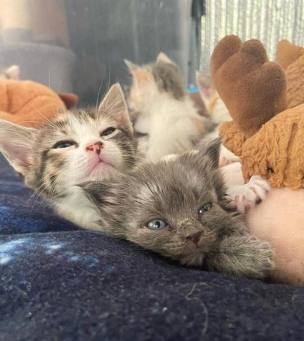 kittens snuggling