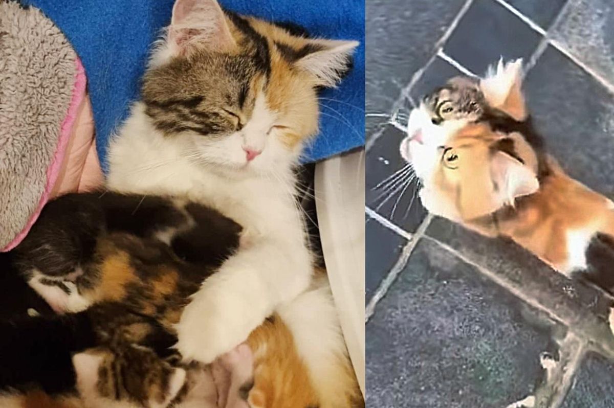 Cat Walked Up to People for a Place to Stay, a Month Later, They Discovered She was Pregnant All Along