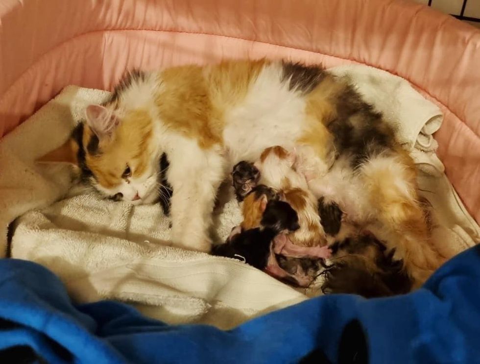 cat calico nursing kittens