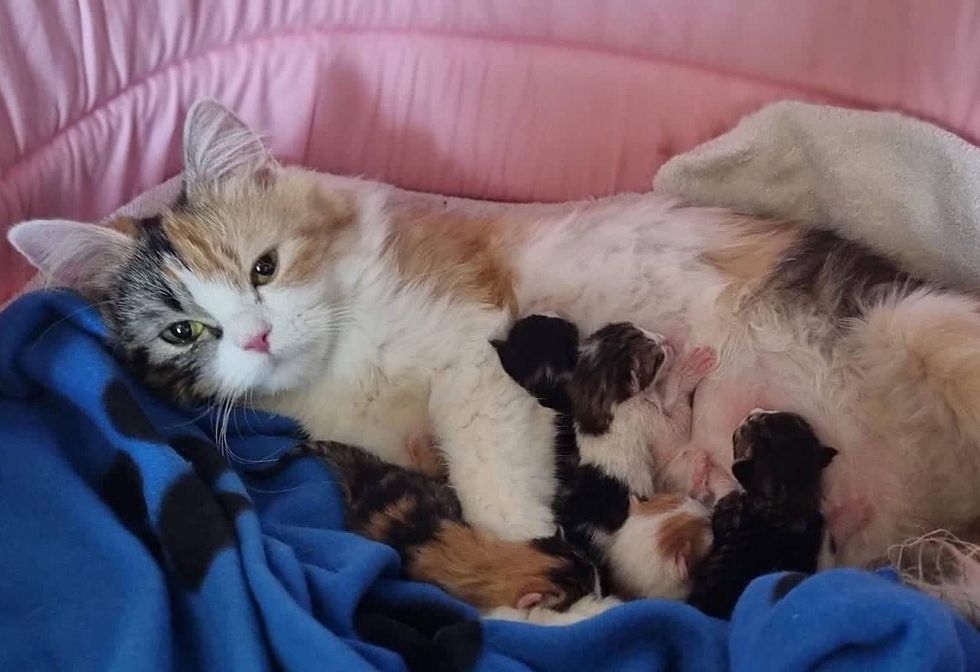 calico cat nursing kittens