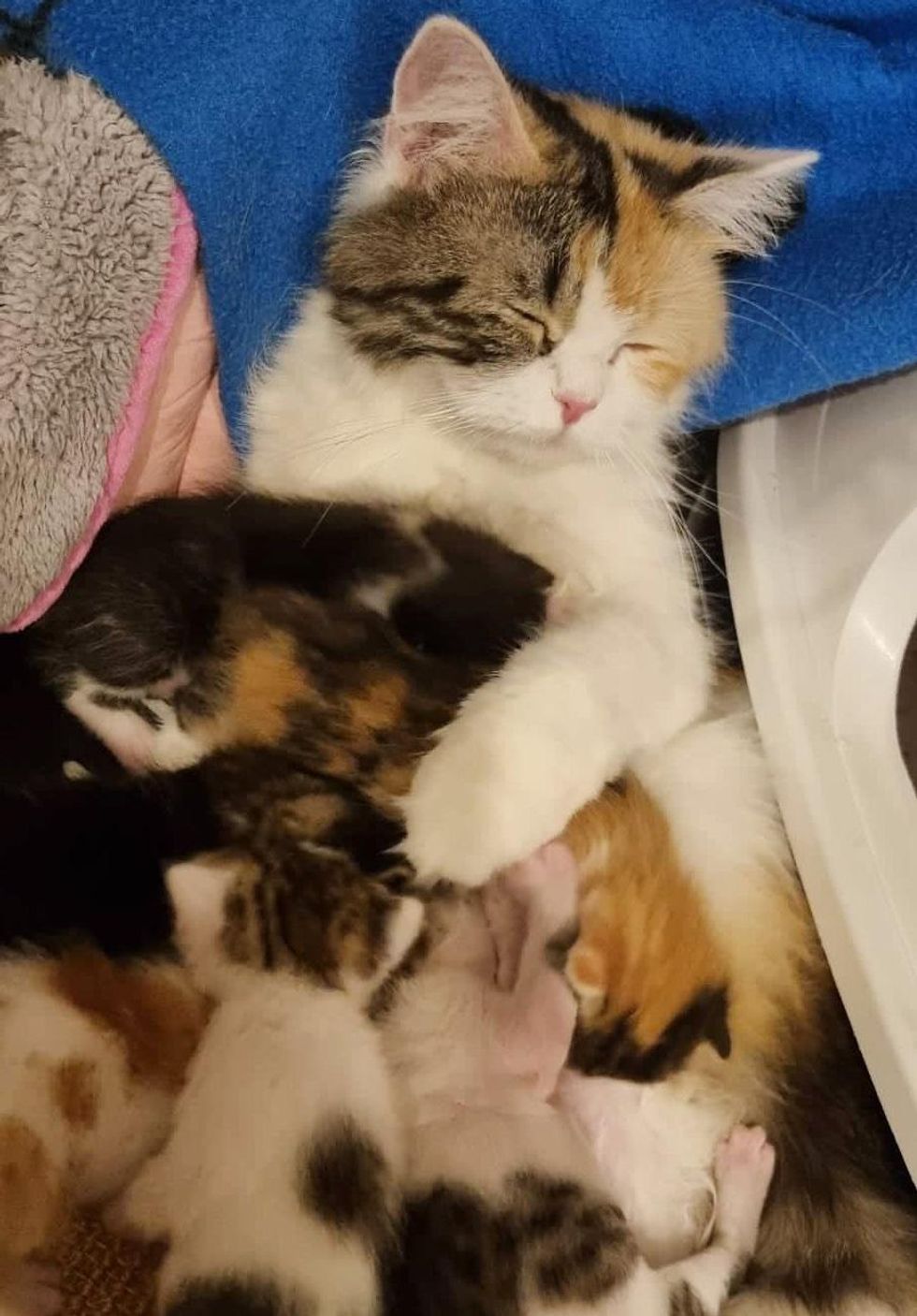 snuggly cat kittens