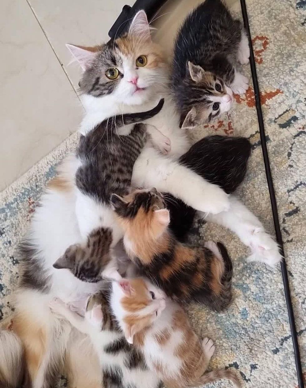 happy calico cat kittens