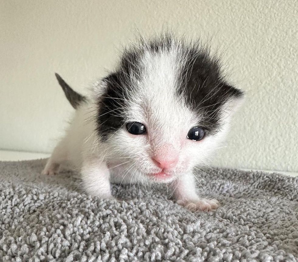 cute kitten walking