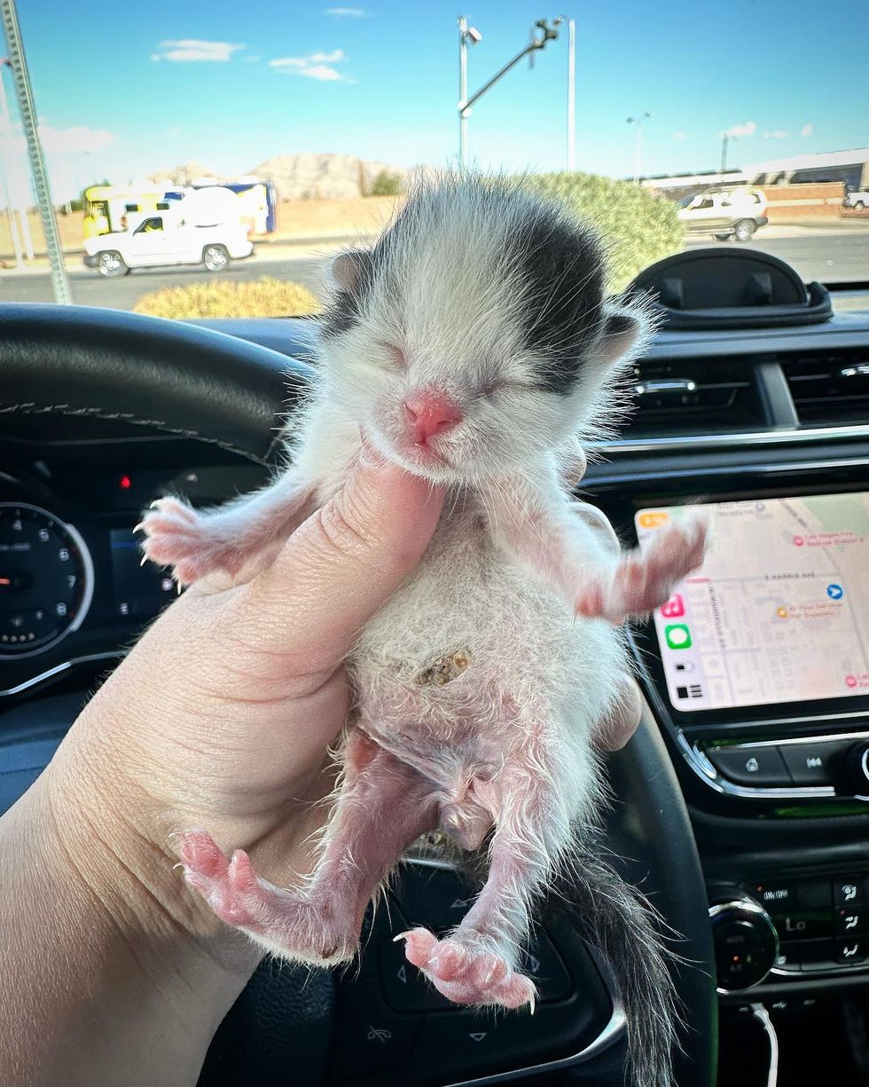 orphaned kitten