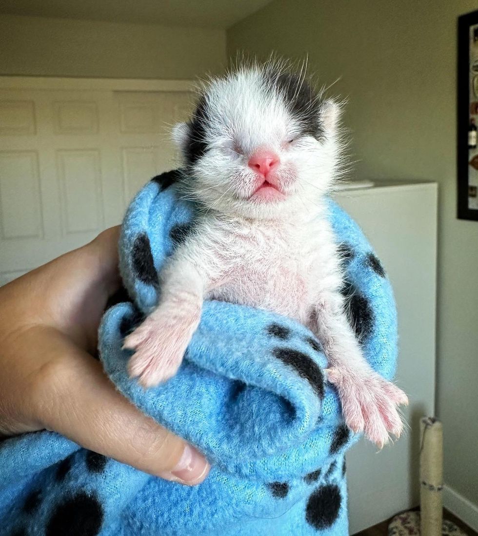 bottle kitten