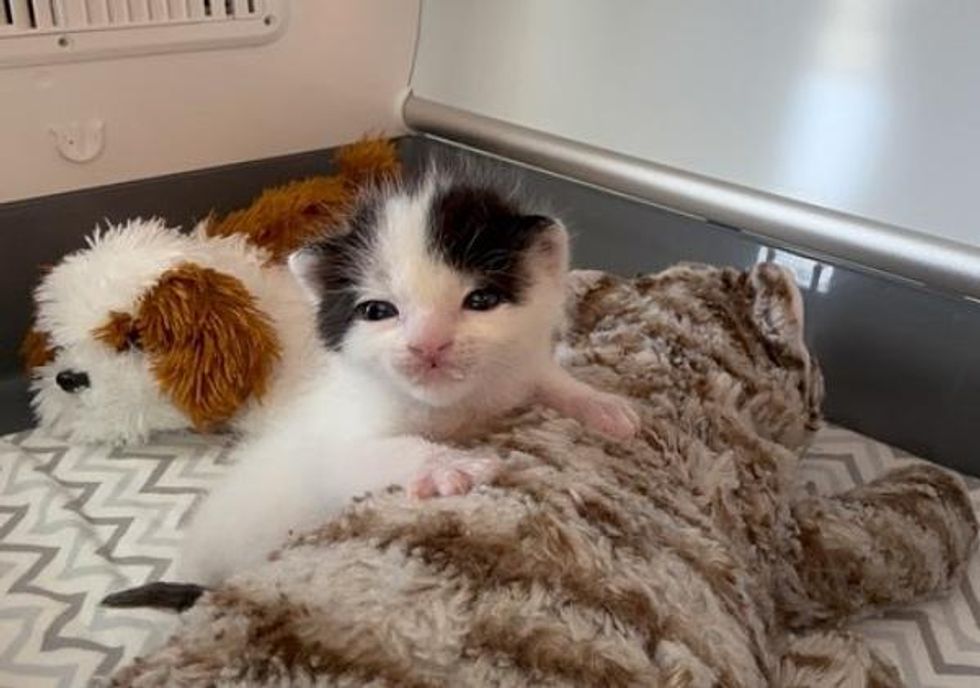 kitten snuggly, kitten milkstache