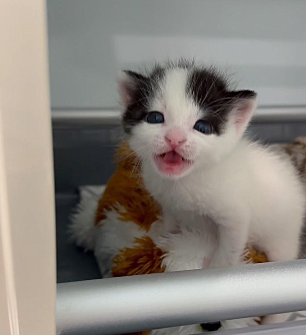 talkative kitten roscoe