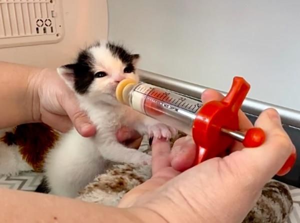 kitten baby syringe feeding