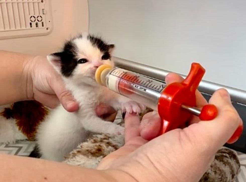kitten babe  syringe feeding
