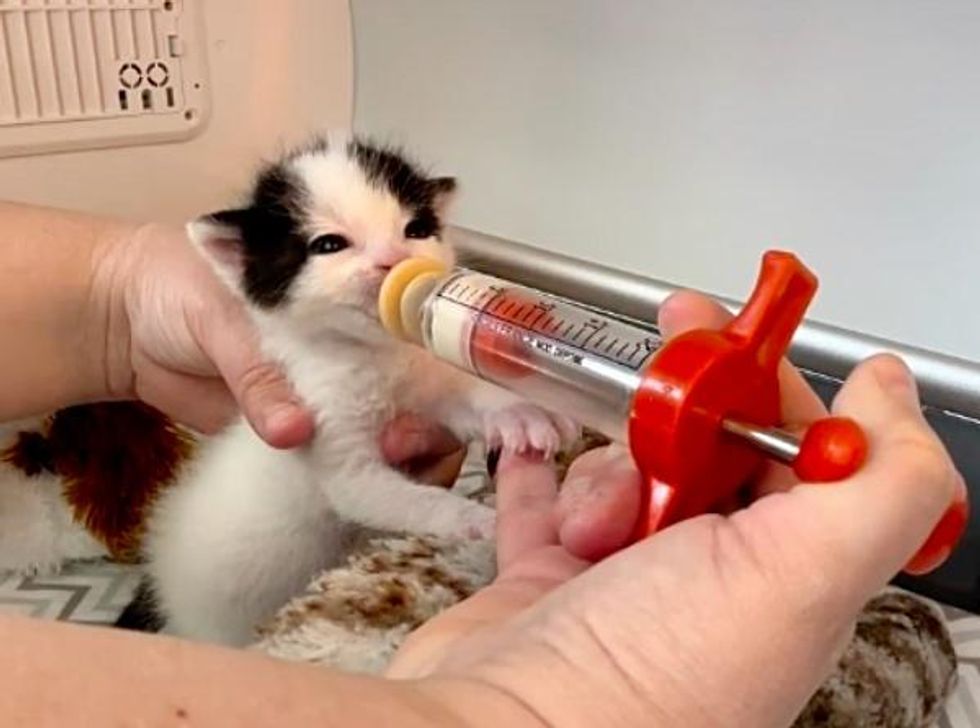 kitten baby syringe feeding