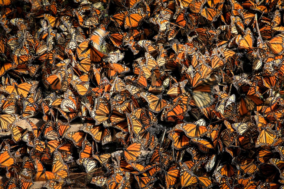 monarchs back in CA