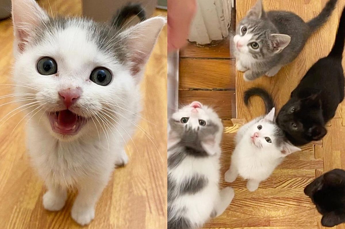 Kittens Turn into Cutest Kitty Choir and Befriend a Dog After Arriving at a Home for Better Life