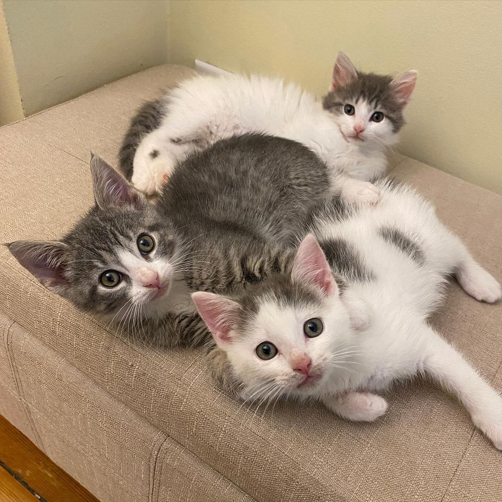 cuddly kittens trio