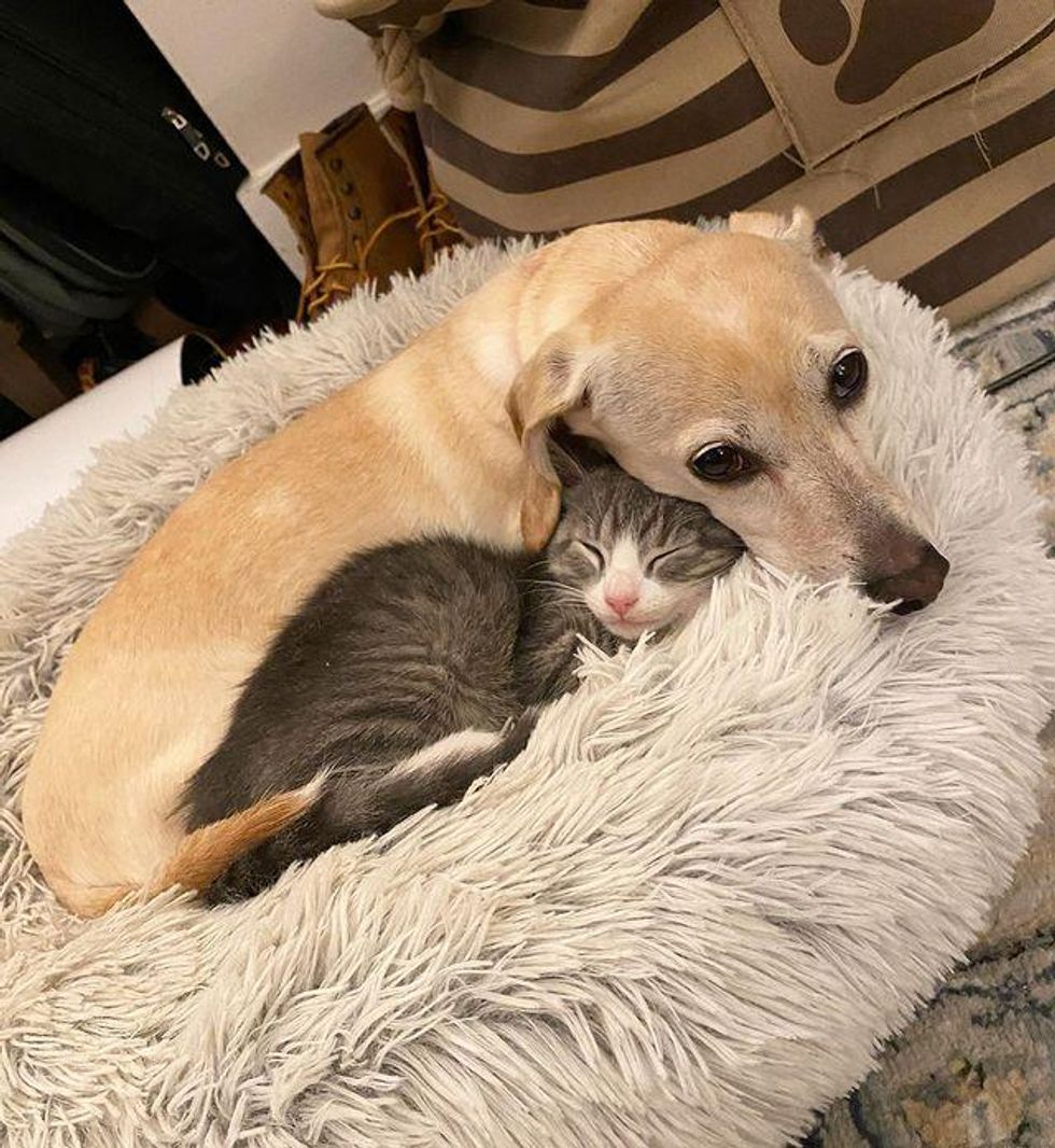 dog hugs kitten