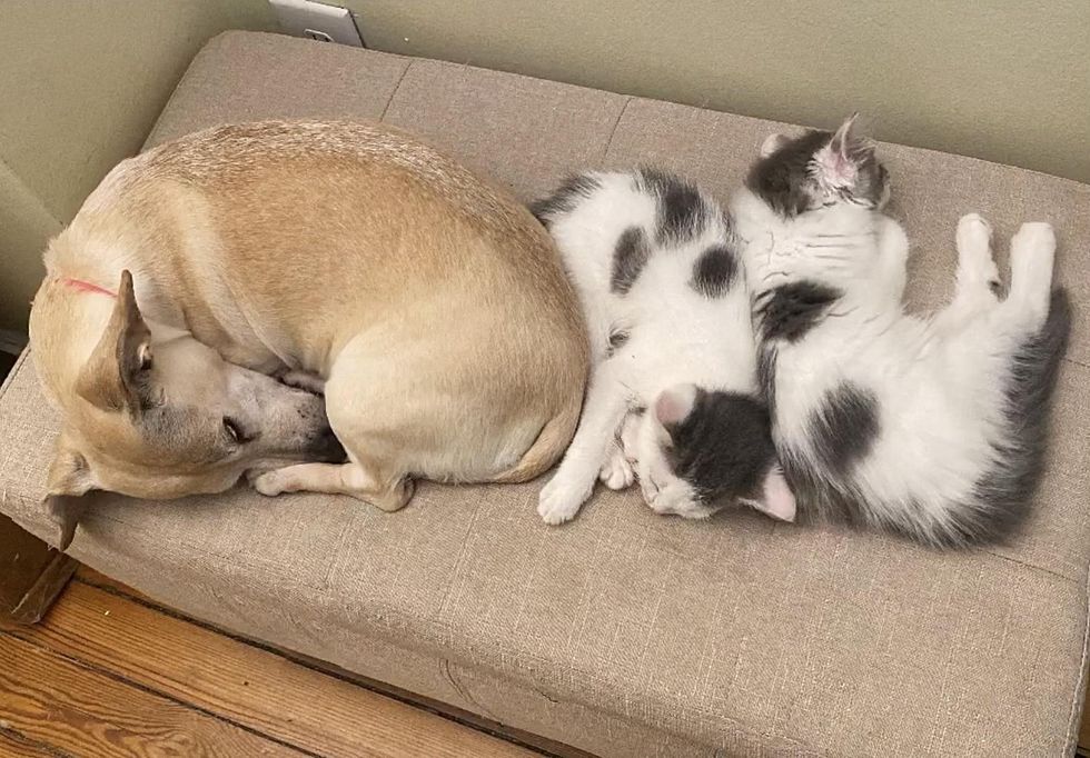 dog sleeping kittens