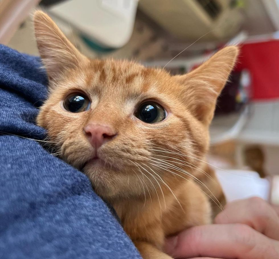 orange kitten cuddles