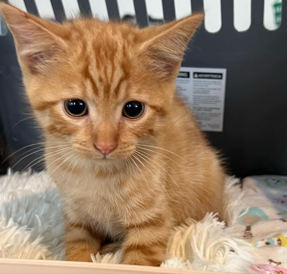 shy orange kitten