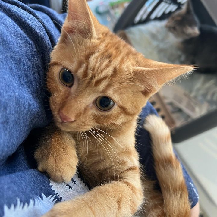 cuddly kitten orange