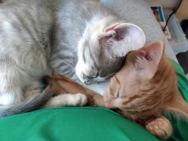 sleeping kittens hugs