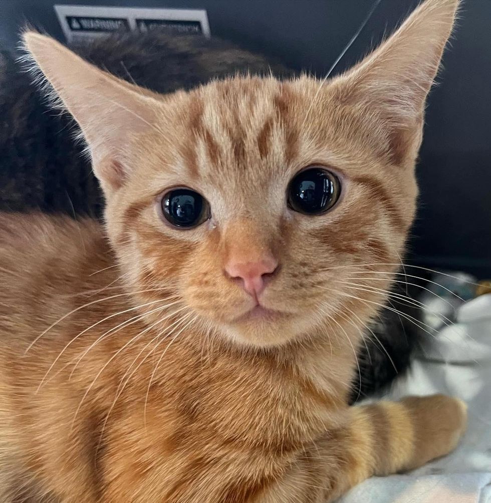 orange kitten