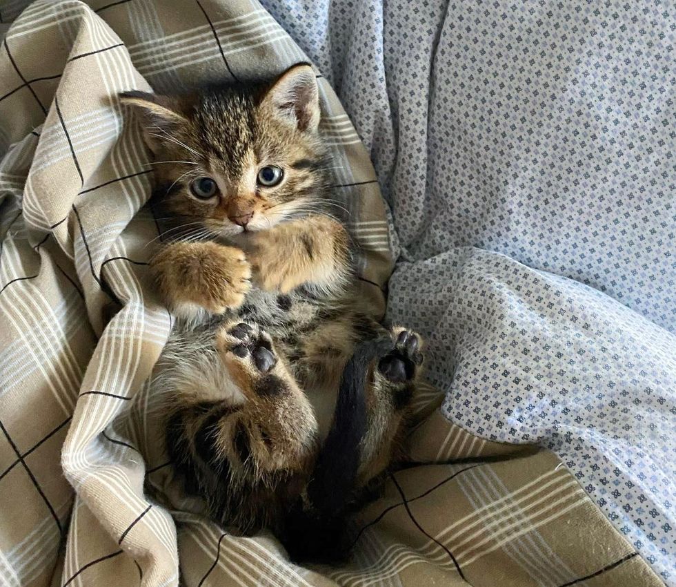 tabby kitten furniture  sheets