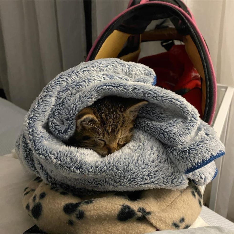 kitten successful  blankets