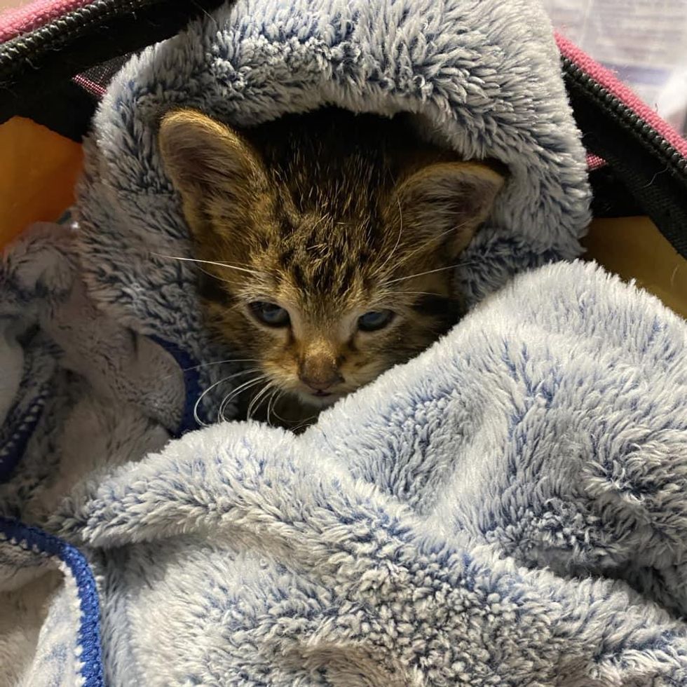 kitten wrapped successful  blankets
