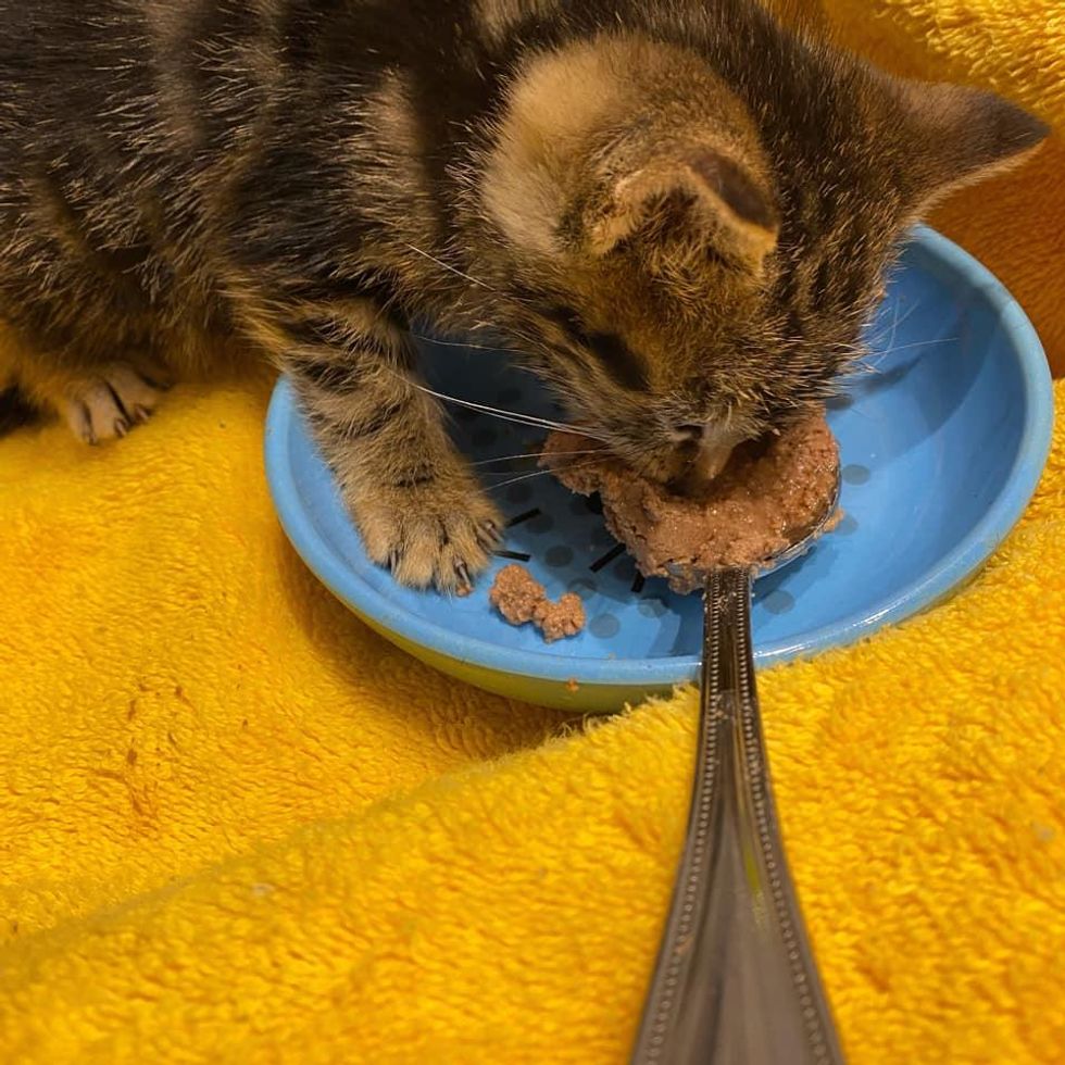 kitten eating well