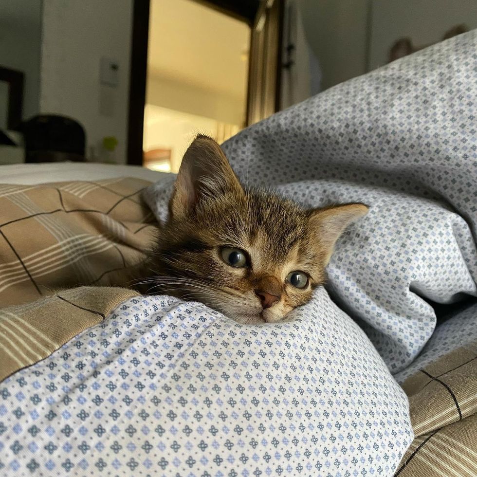 snuggly tabby kitten