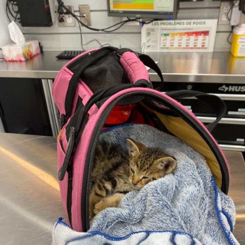 tabby kitten vet