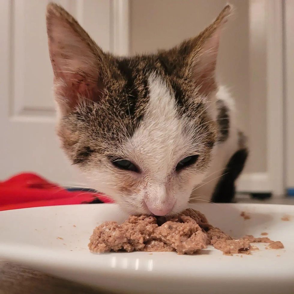 kitten eating food