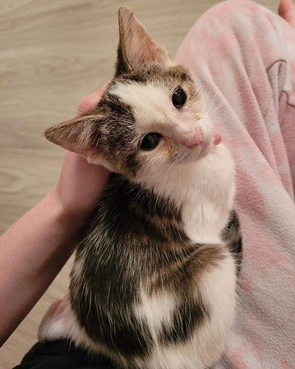lap kitten sweet