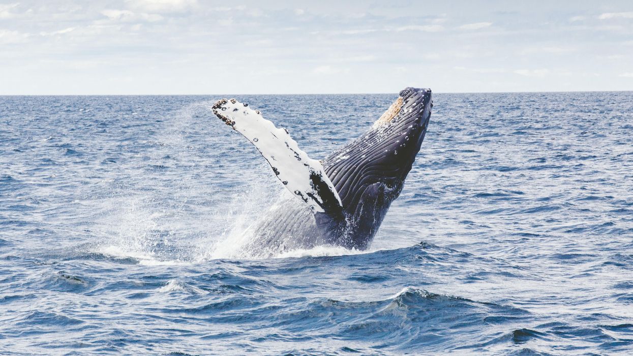 People Share The Most Amazing Animal Facts They Know