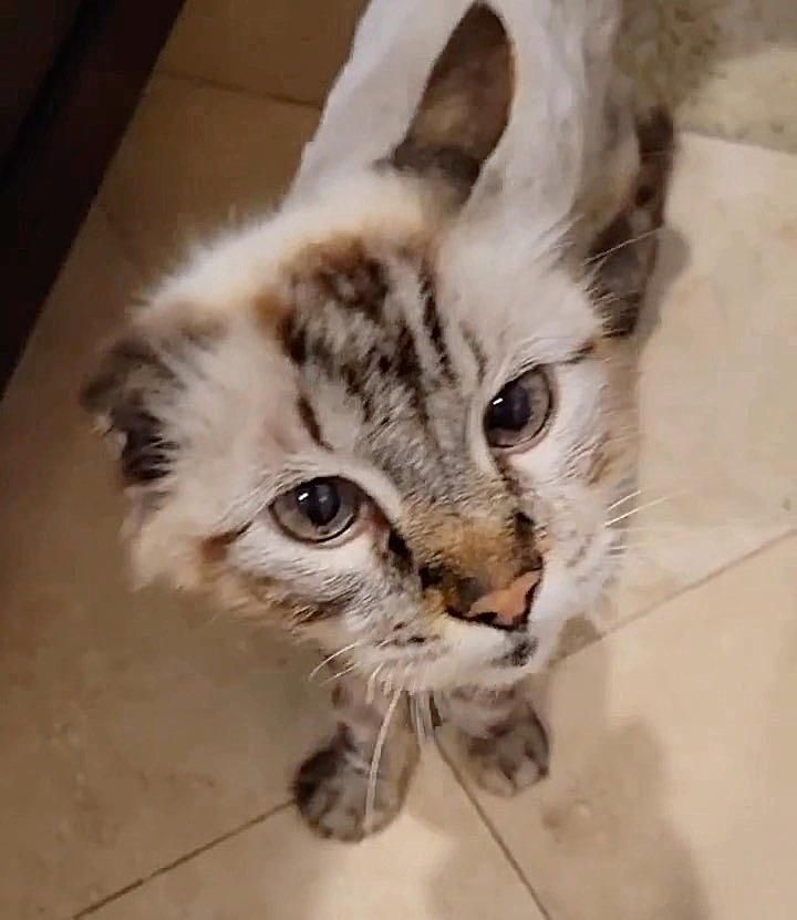 leo cat loves food