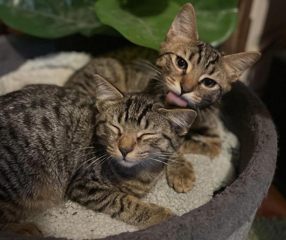 bonded tabby kittens