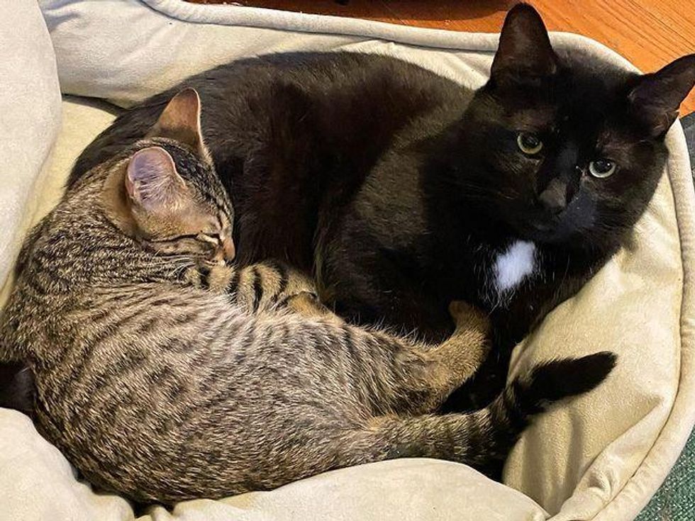 cat hugs kitten