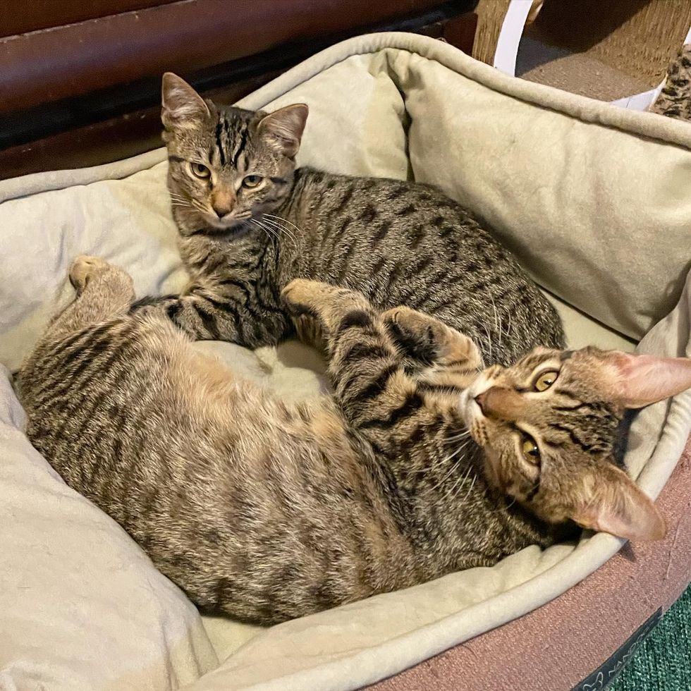 tabby kittens bonded