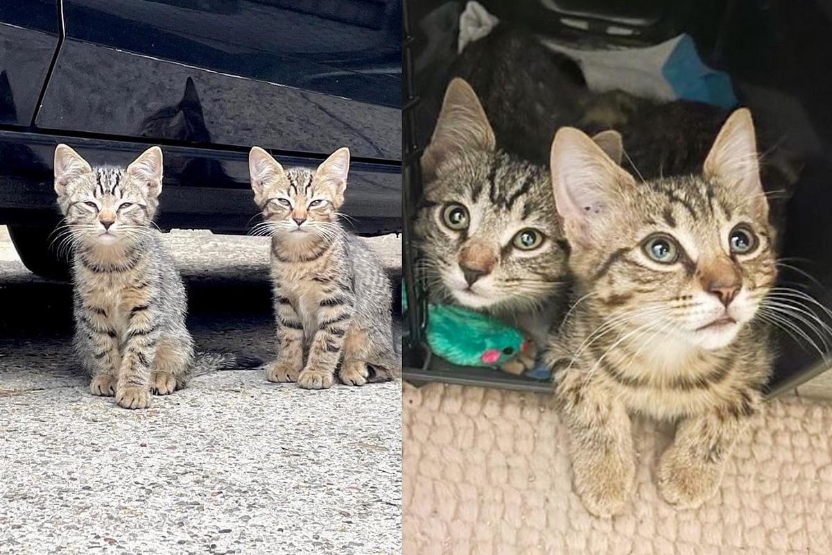 Twin Kittens Found on the Street Learn to Be Brave with the Help of Family Cats
