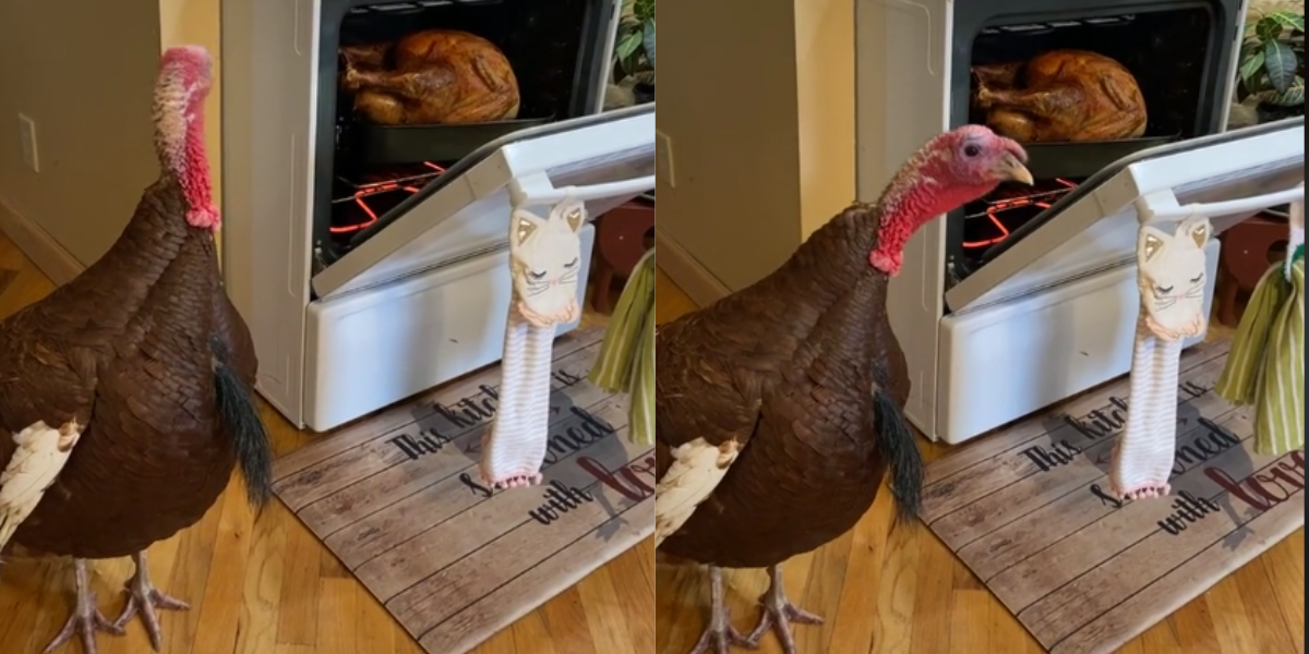 TikToker Sparks Debate Over Viral Video Of Live Turkey Next To Cooked One In The Oven