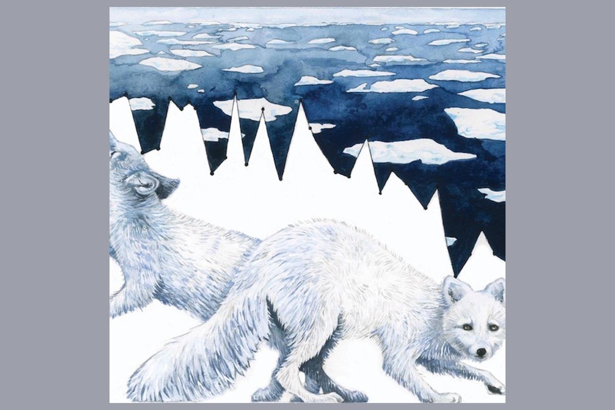 arctic, foxes, science, nature, warming of poles