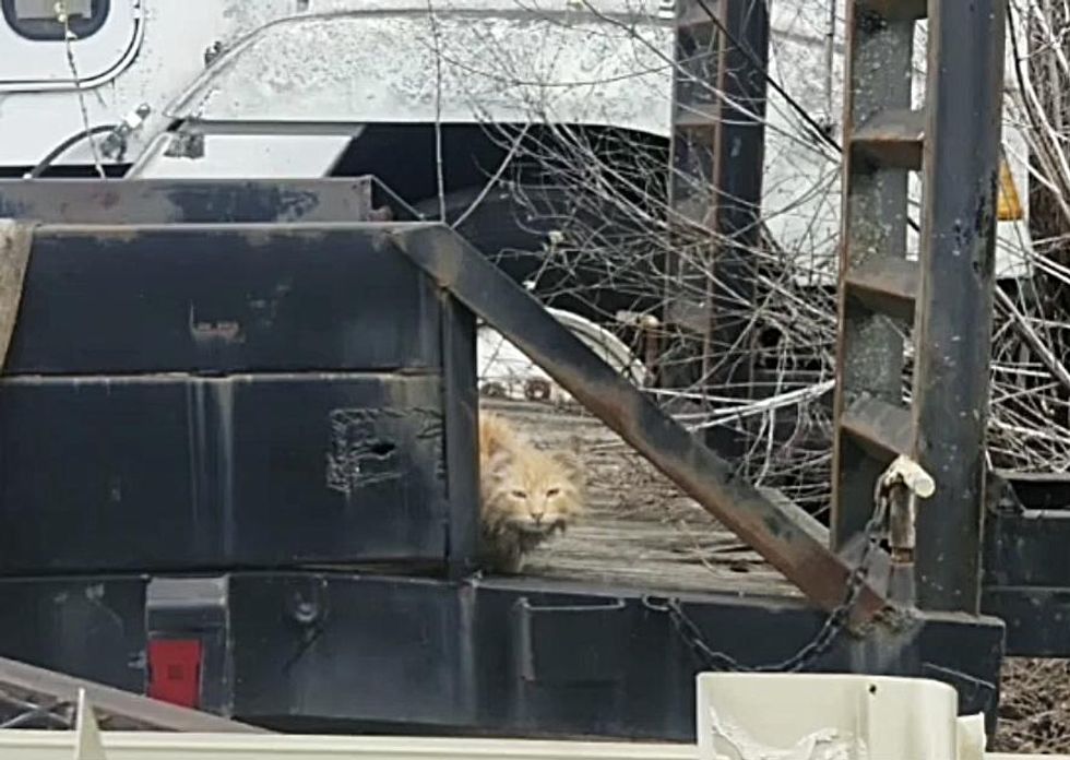 stray ginger cat truck