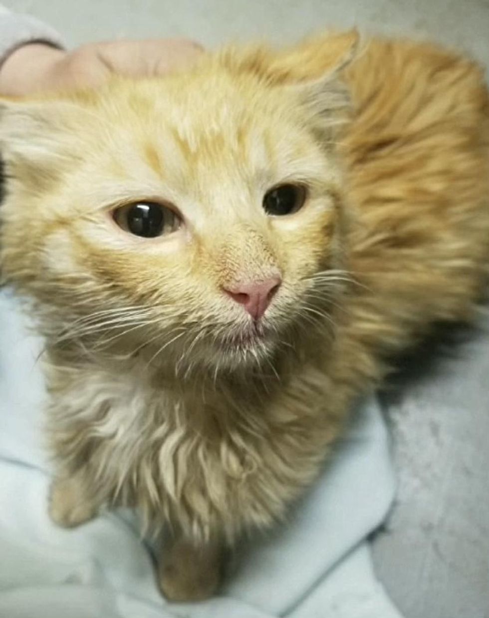ginger kitten cat