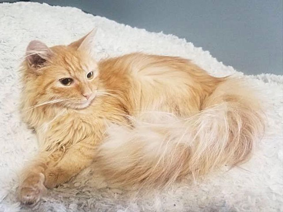fluffy ginger cat raffy