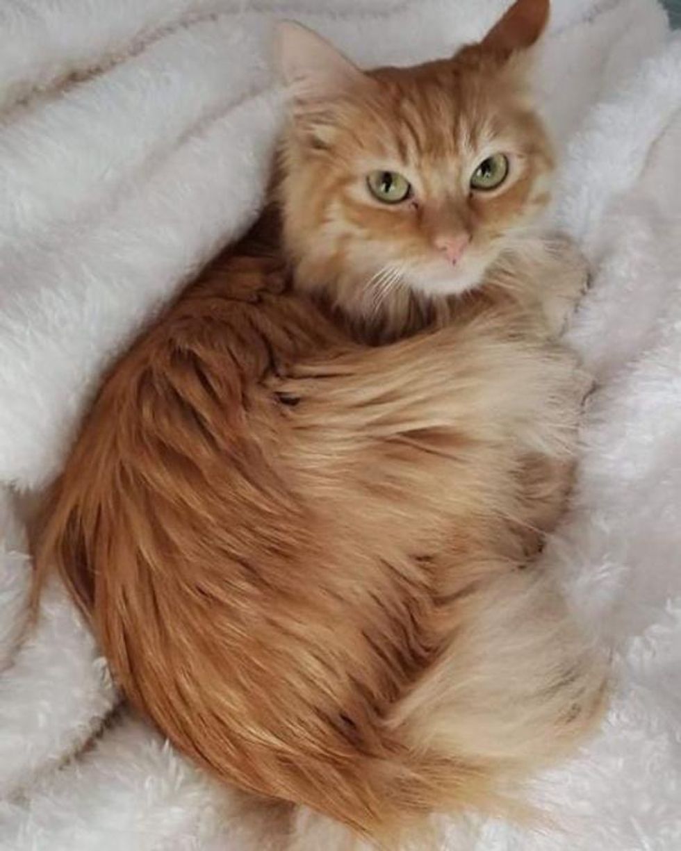 raffy fluffy ginger cat