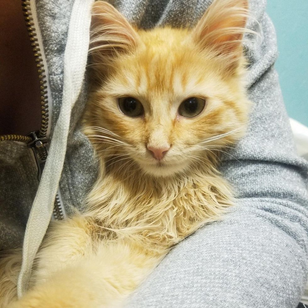 ginger snuggly kitten