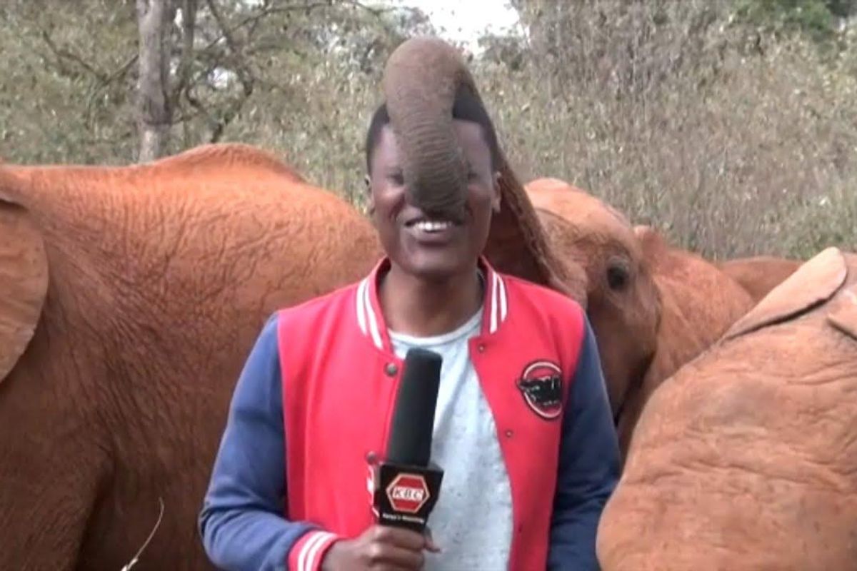 elephant reporter kenya