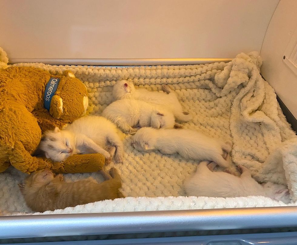 sleeping white ginger kittens