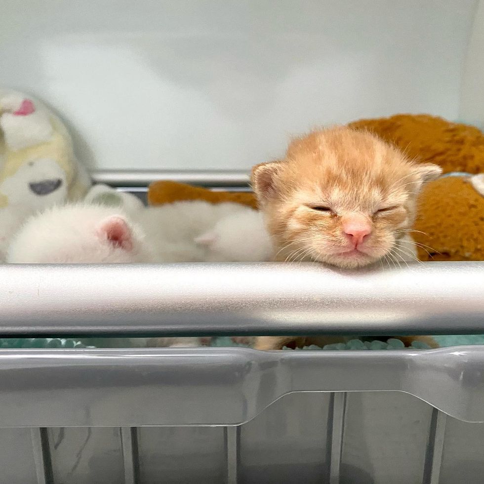 kitten sleeping standing