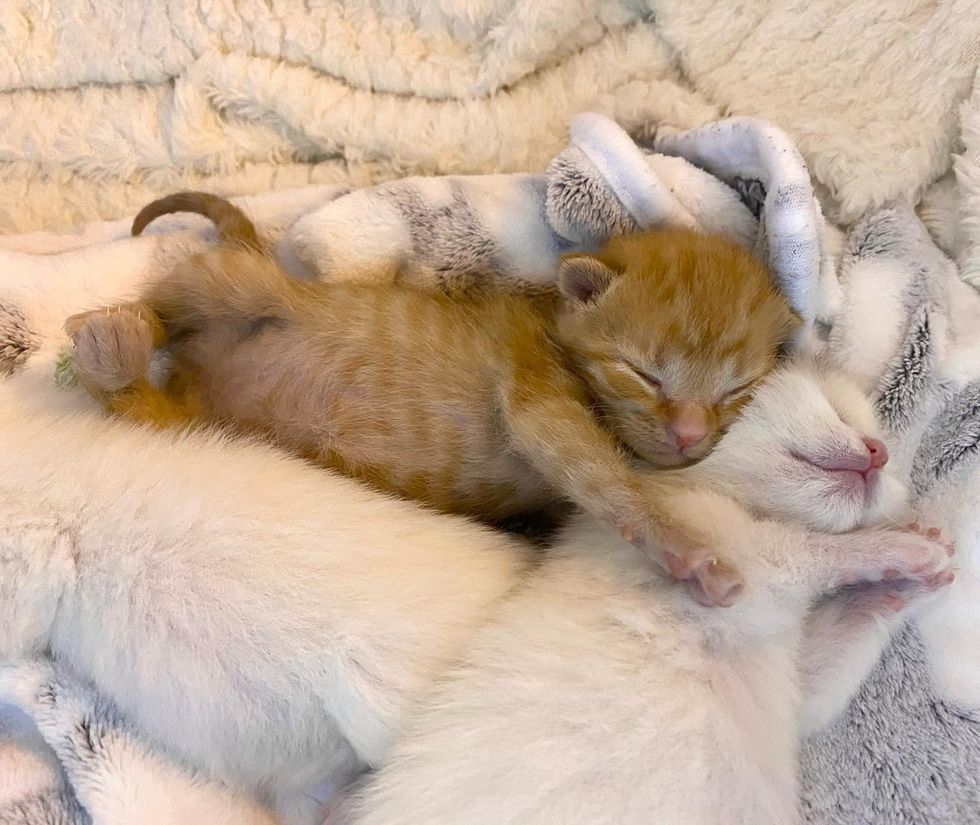 snuggly kittens