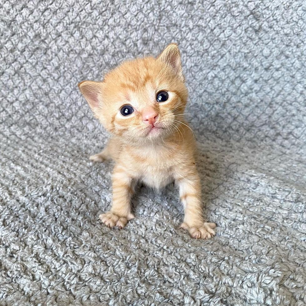 shortbread orange kitten